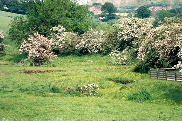 Ecclesmachan Burn - Situation Normal.