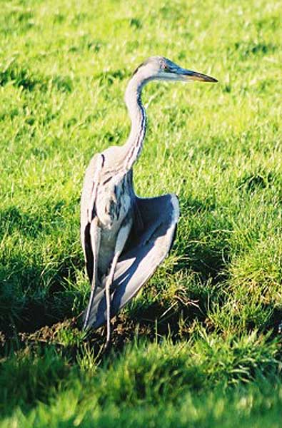 Local wildlife - Heron.